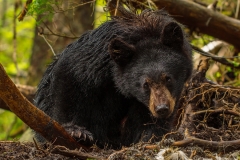 Black Bear Glare