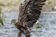 Emerge