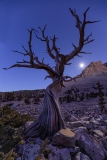 lonely pine