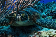 Mr Turtle 2