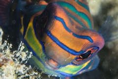 Mandarin Fish