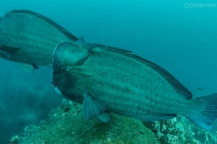 Bumphead Parrotfish